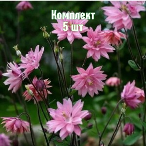 Комплект 5шт / Аквилегия Роуз Барлоу