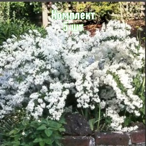 Комплект 5шт / Дейция белая Прайд Оф Рочестер