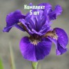 Комплект 5шт / Ирис сибирский Рафелд Вельвет
