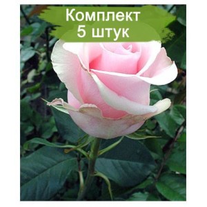 Саженцы чайно-гибридной розы Титаник (Titanik) -  комплект 5 шт.