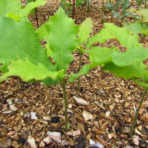 Саженец дуба Крупнопыльникового до 20 см