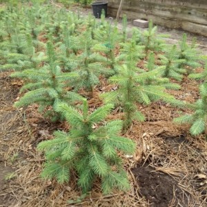 Саженец Ели Европейской 20-40 см