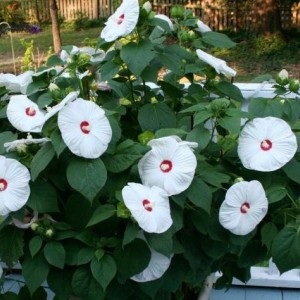 Саженец гибискуса Олд Йелла (Old Yella)