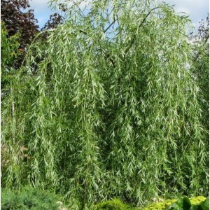 Ива оптом (от 100шт)