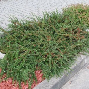 Саженец кизильника горизонтального Перпусиллис