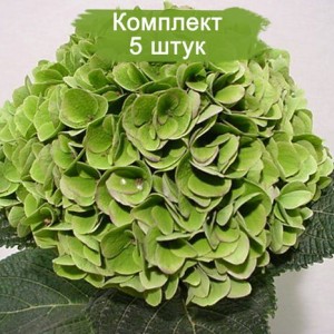 Саженцы гортензии крупнолистной Мэджикал эмеральд (Magical Emerald) -  комплект 5 шт.