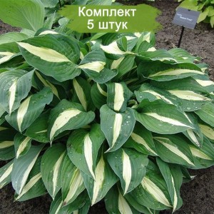 Саженцы хосты Риски Бизнес (Risky Business) -  комплект 5 шт.