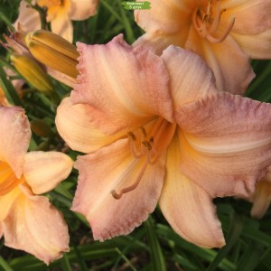 Саженцы лилейника Чилдренс Фестиваль (Сhildrens Festival) -  комплект 5 шт.