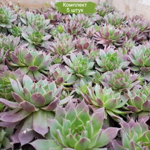 Саженцы Молодило (Каменная роза 2)  -  комплект 5 шт.