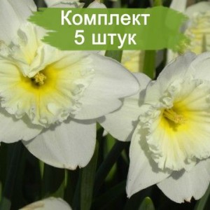 Луковицы белого нарцисса Айс Фоллис (Ice Follies) -  комплект 5 шт.