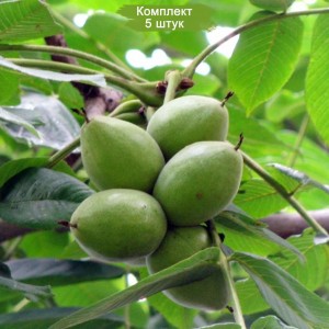 Саженцы маньчжурского ореха -  комплект 5 шт.