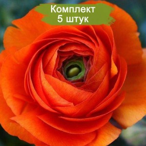 Саженцы ранункулюса Оранж (Orenge) -  комплект 5 шт.