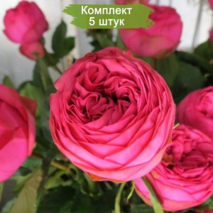 Саженцы спрей розы Пинк Пиано (Pink Piano) -  комплект 5 шт.