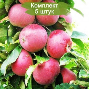 Саженцы яблони колоновидной красноцветковой Гранатовый Браслет -  комплект 5 шт.