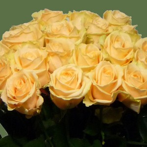 Саженец чайно-гибридной розы Аваланж Пич (Peach Avalanche)