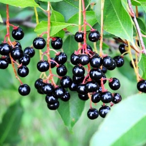 Саженец черемухи обыкновенной