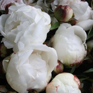 Саженец пиона Elsa Sass (Эльза Сасс )