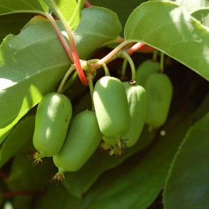 Саженец актинидии женской Народная