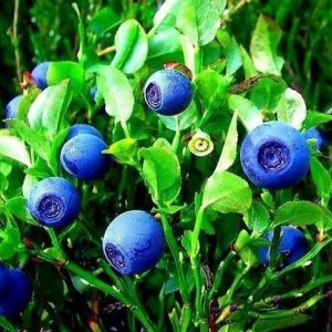 Саженец черники Дарроу (Darrow)