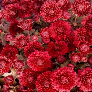 Саженец хризантемы мультифлора Глори Ред (Glory Red) (Красная )